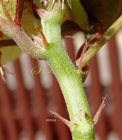  Stipules
